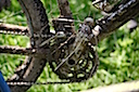 krostria_45_5607_1024_-_kopia