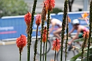 titul135_2012_aucklandkal